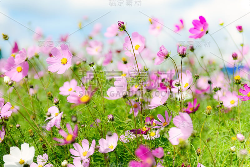 雏菊野花田