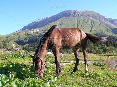马在前，山在前