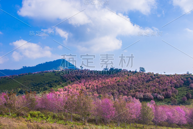 野生喜马拉雅樱桃，泰国樱花，粉红色的花在泰国