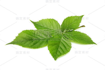 黑莓的新鲜的叶子。