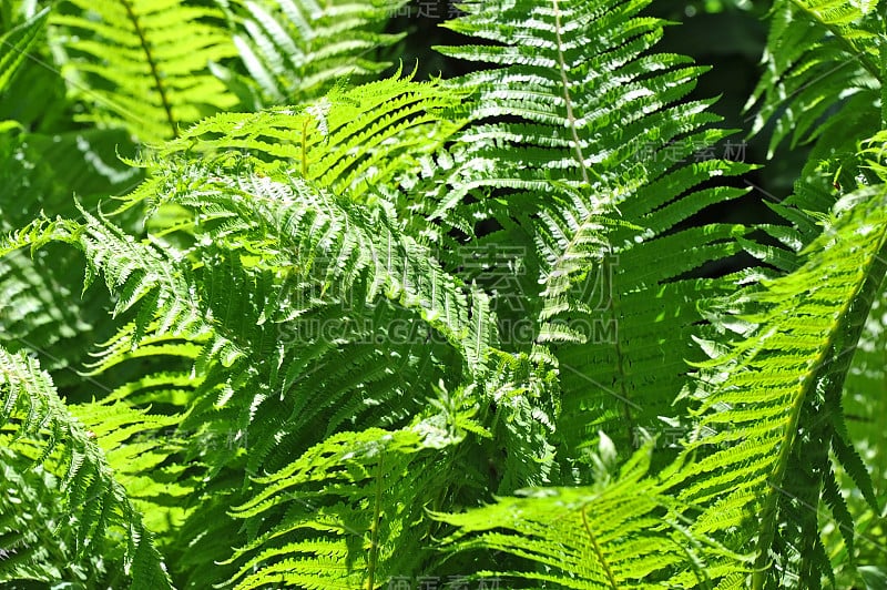 蕨菜蕨类植物的叶子