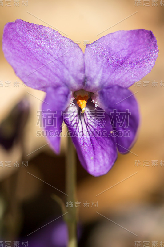 木紫罗兰(Viola odorata)或甜紫罗兰，英国紫罗兰，原产于欧洲的普通或花园紫罗兰，多年生草