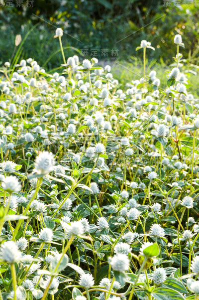 Gomphrena野草花