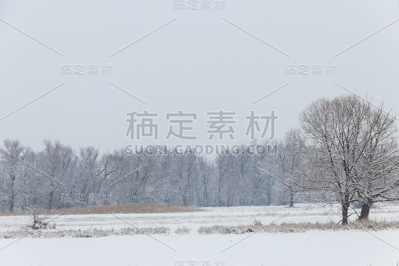 冬季的乡村景观是白雪皑皑的草地和被雪覆盖的树木