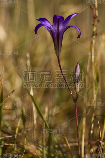 野百合