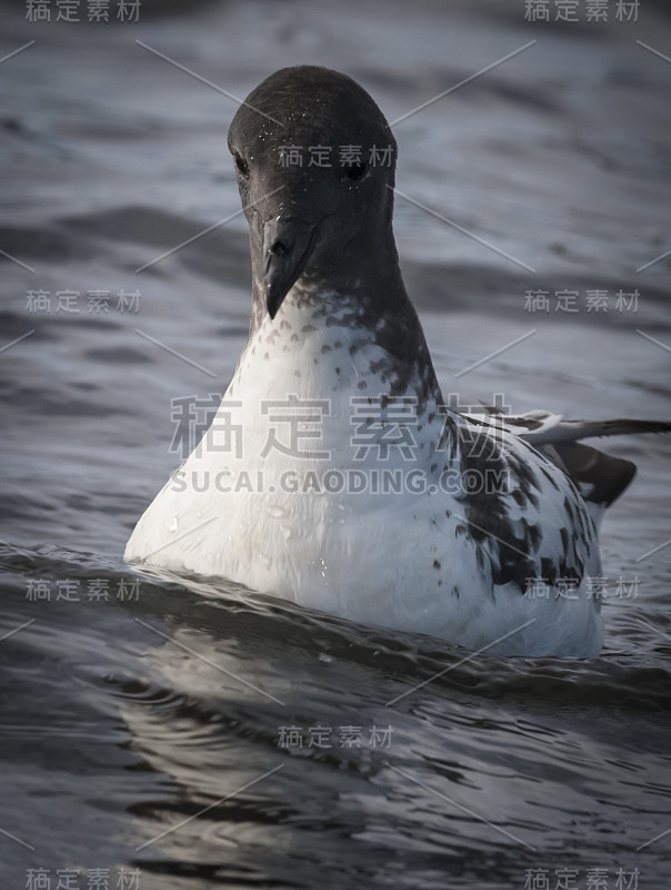 海角佩特雷尔