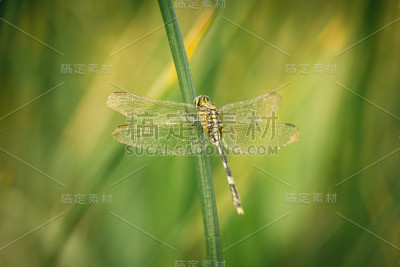 蜻蜓目