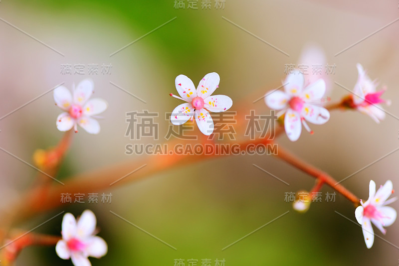 花虎耳草特写自然背景