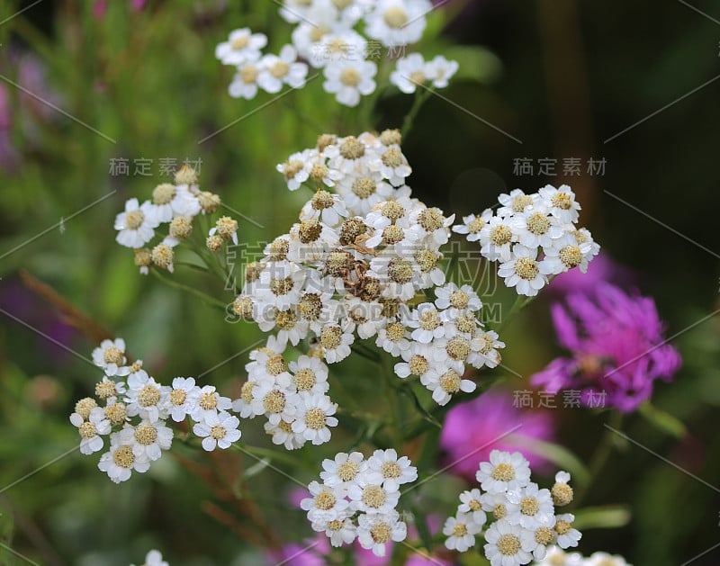 牛欧芹