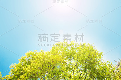 蓝天上的树顶