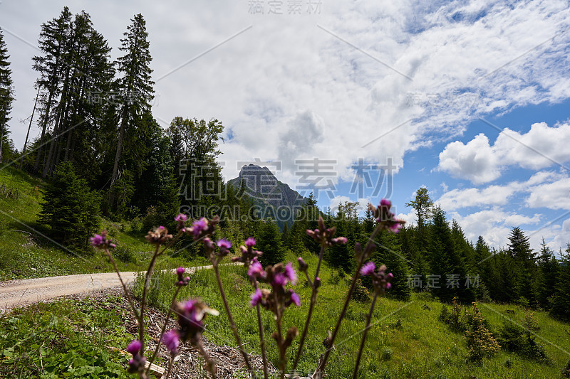 紫蓟出镜前的丹海默山岩羚羊头，小路通向高地地貌，蓝天白云。巴伐利亚,Pfronten。