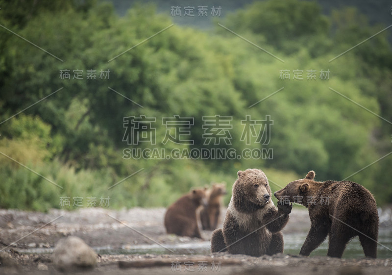 野外的熊