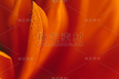 橘色花
