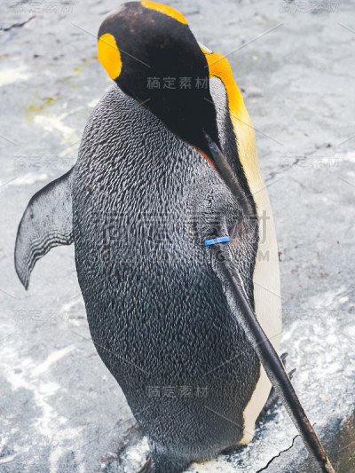 企鹅正在清洁自己。