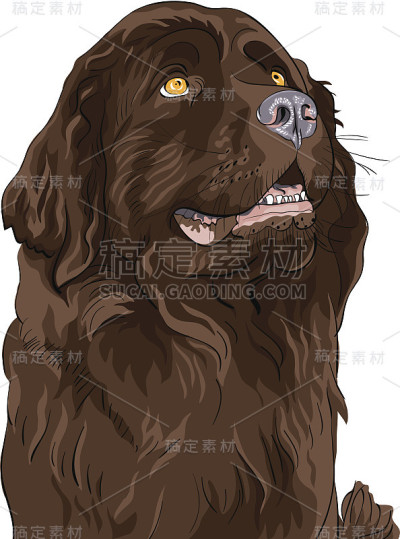 矢量素描狗纽芬兰猎犬品种坐