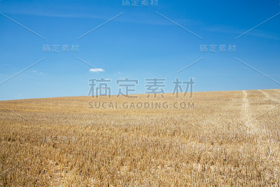 山上的麦田，蓝天为背景