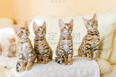 孟加拉小猫坐在房子的沙发上