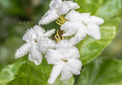 白色的花，茉莉(茉莉花sambac L.)