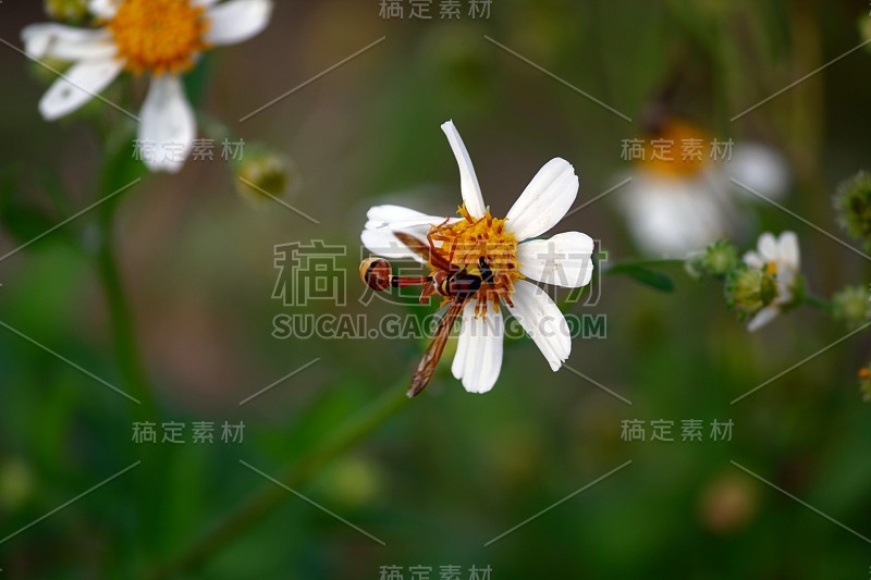 大黄蜂从玫瑰健康花中吸食花蜜的广角镜头