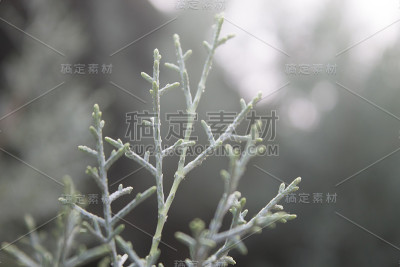 植物与光