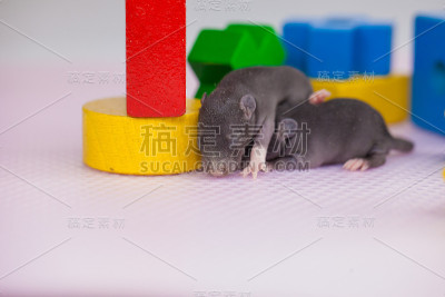 白色背景上有趣可爱的老鼠。刚出生的孩子