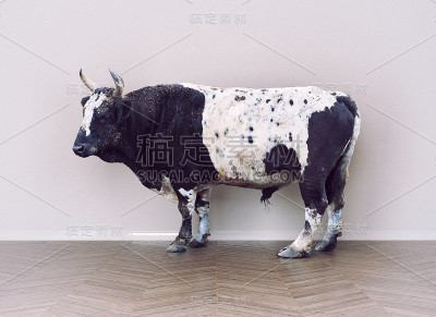 牛在房间