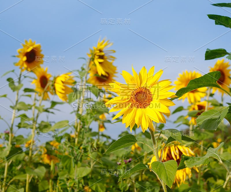 夏天地里的向日葵