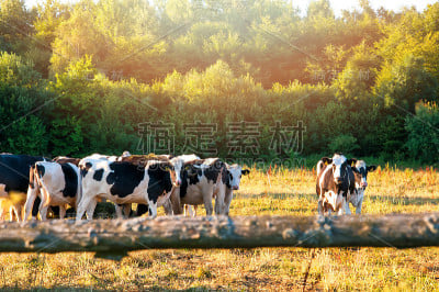 奶牛在可爱的绿色牧场上吃草