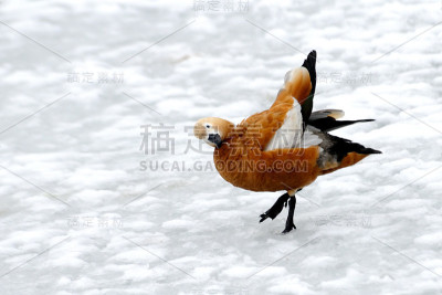 红润的shelduck在雪地里早春