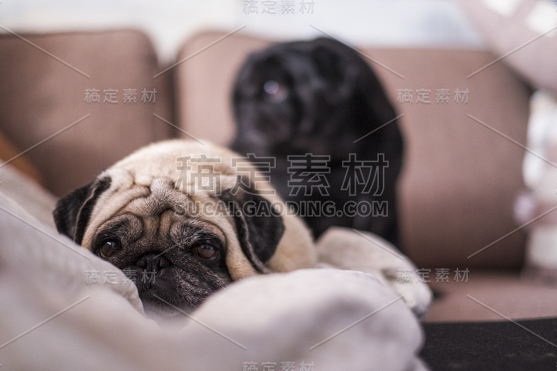 哈巴狗