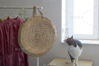 衣柜和猫