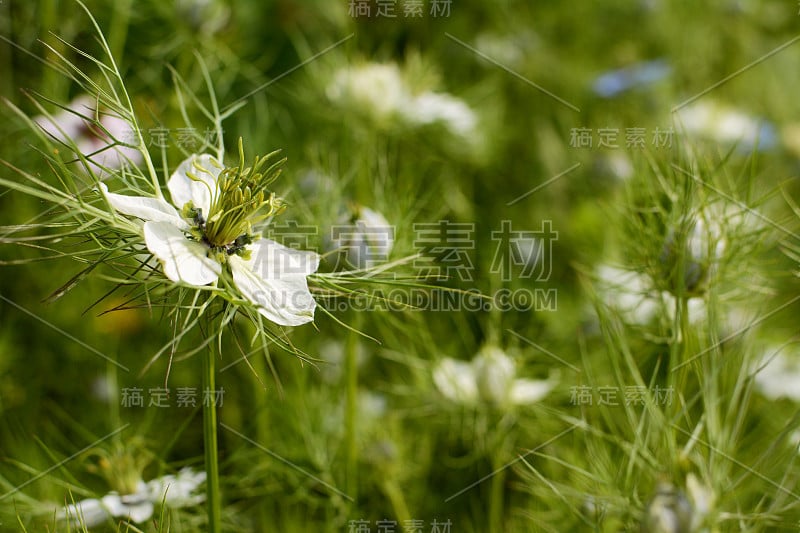 娇嫩的白色雾香花映衬着黑藻植物