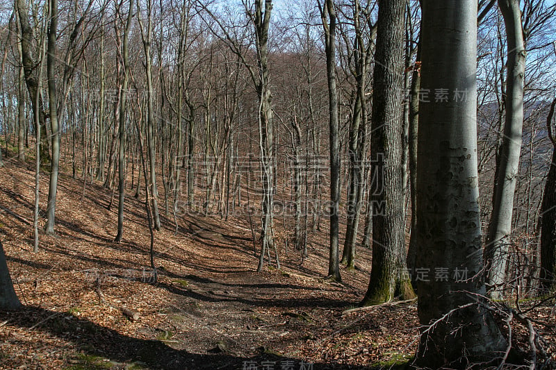 春天唤醒山毛榉林