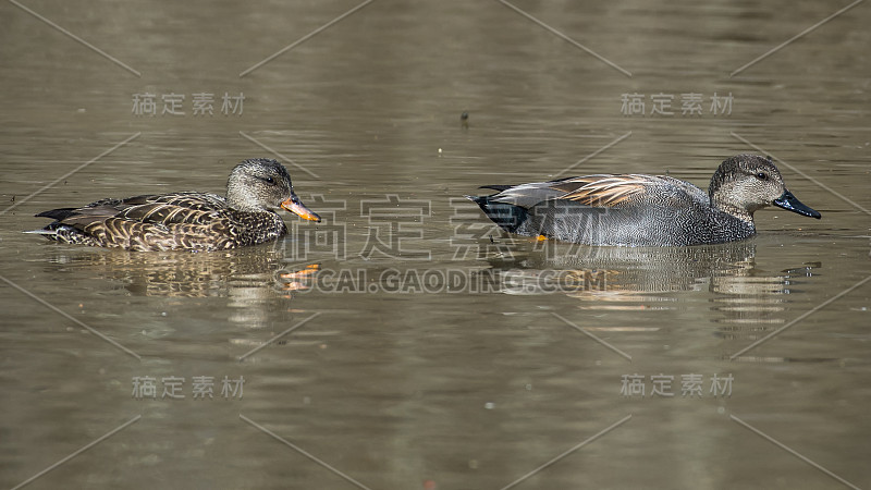 弗吉尼亚州亨特利草地公园的Gadwall Duck