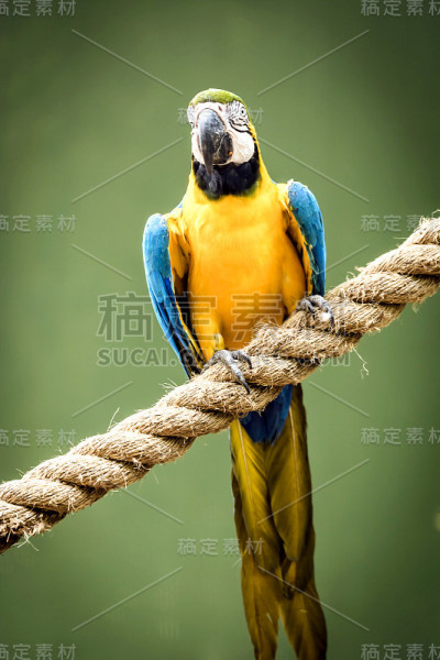 金刚鹦鹉
