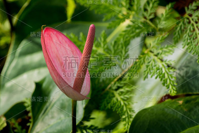花烛属植物的热带花朵