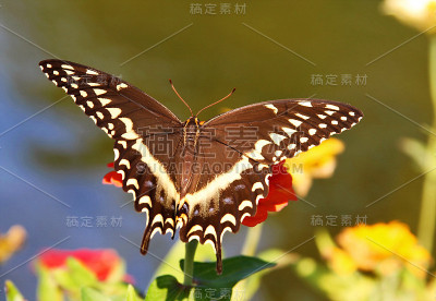 Palamedes Swallowtail