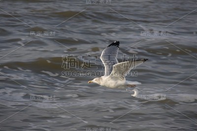 一只海鸥在海面上低飞。近距离。
