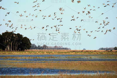 鸭子在现场
