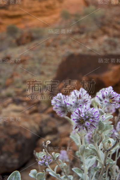 肯尼迪山脉澳大利亚Ptilotus obvatus棉丛银毛蕊野花