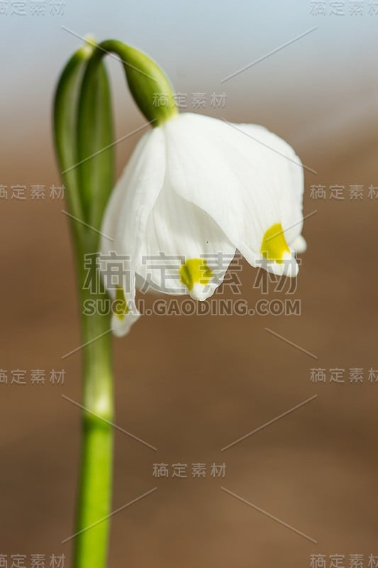 春季雪花，石蒜科多年生球茎开花植物，单朵白色花，花被片顶端有黄色或绿色标记。天门冬、石蒜科、石蒜科