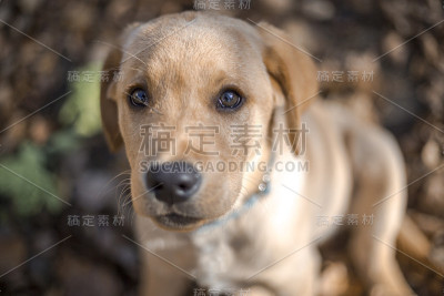 小金毛猎犬在户外玩耍