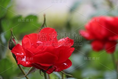 玫瑰花园