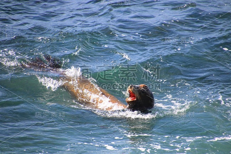 海狮在蓝色的海水中游泳