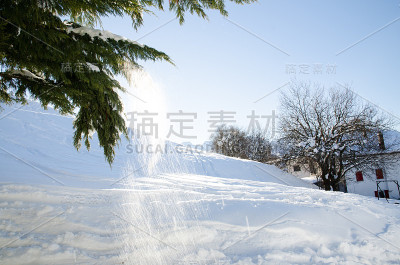 一场大雪后的冬季景观。一棵青松上飘落的雪花，映着清晨的阳光。