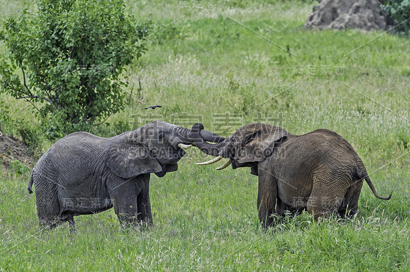 非洲丛林象(Loxodonta africana)，也被称为非洲草原象，坦桑尼亚的塔兰吉尔国家公园