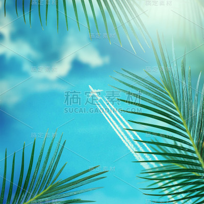 飞机在棕榈树上空飞翔的天空背景
