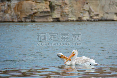 鹈鹕接吻