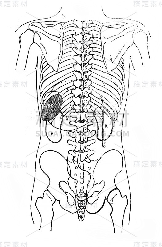 A. Tauber, 1889，圣彼得堡，旧书《外科学院》中肾脏的骨架和位置