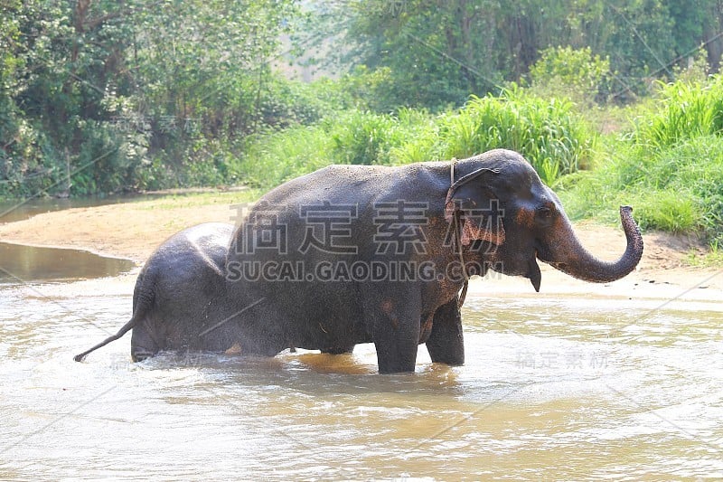 大象洗澡时溅起水花